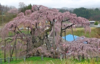 三春の滝桜.jpg